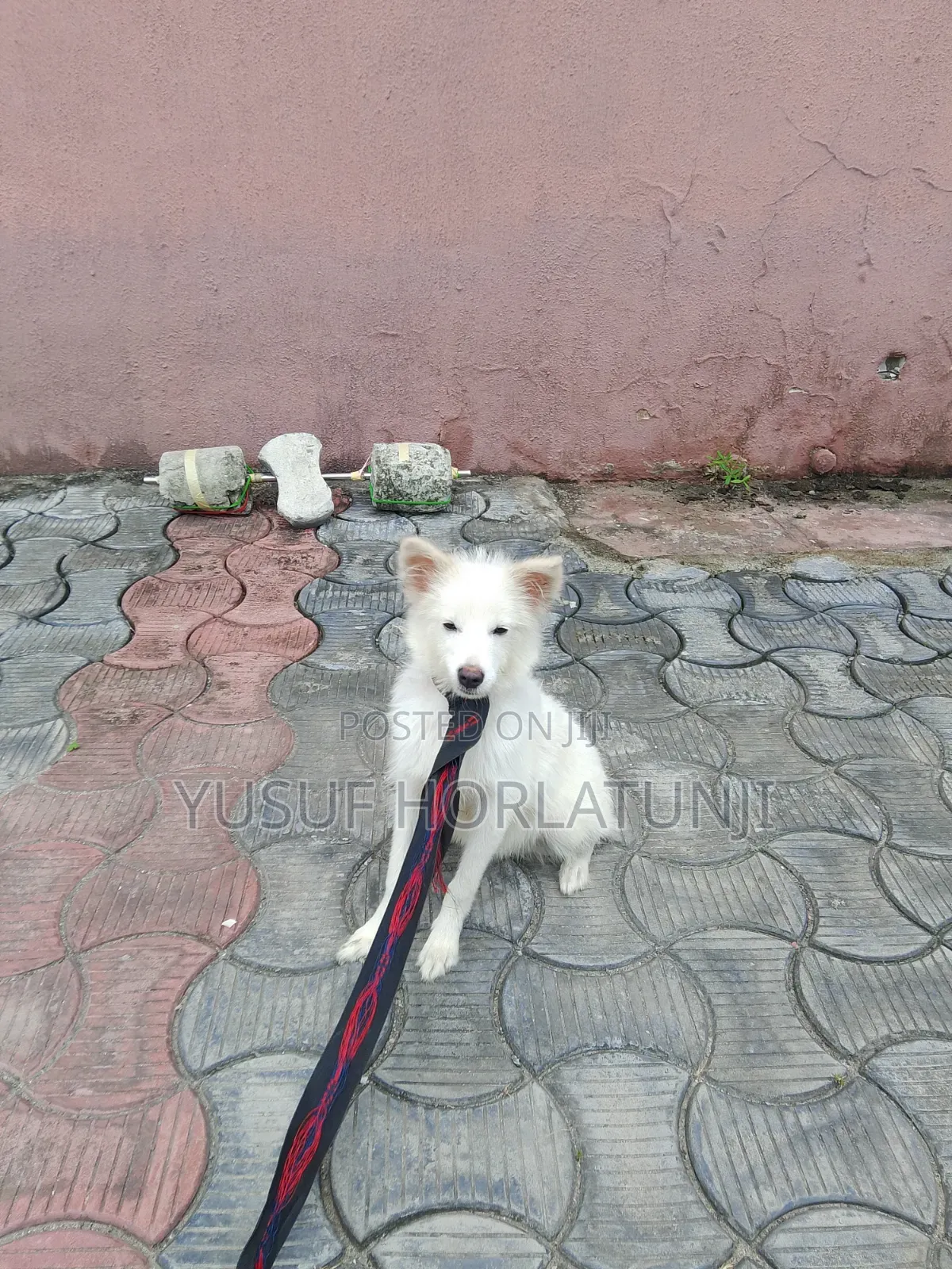 Animal Dog