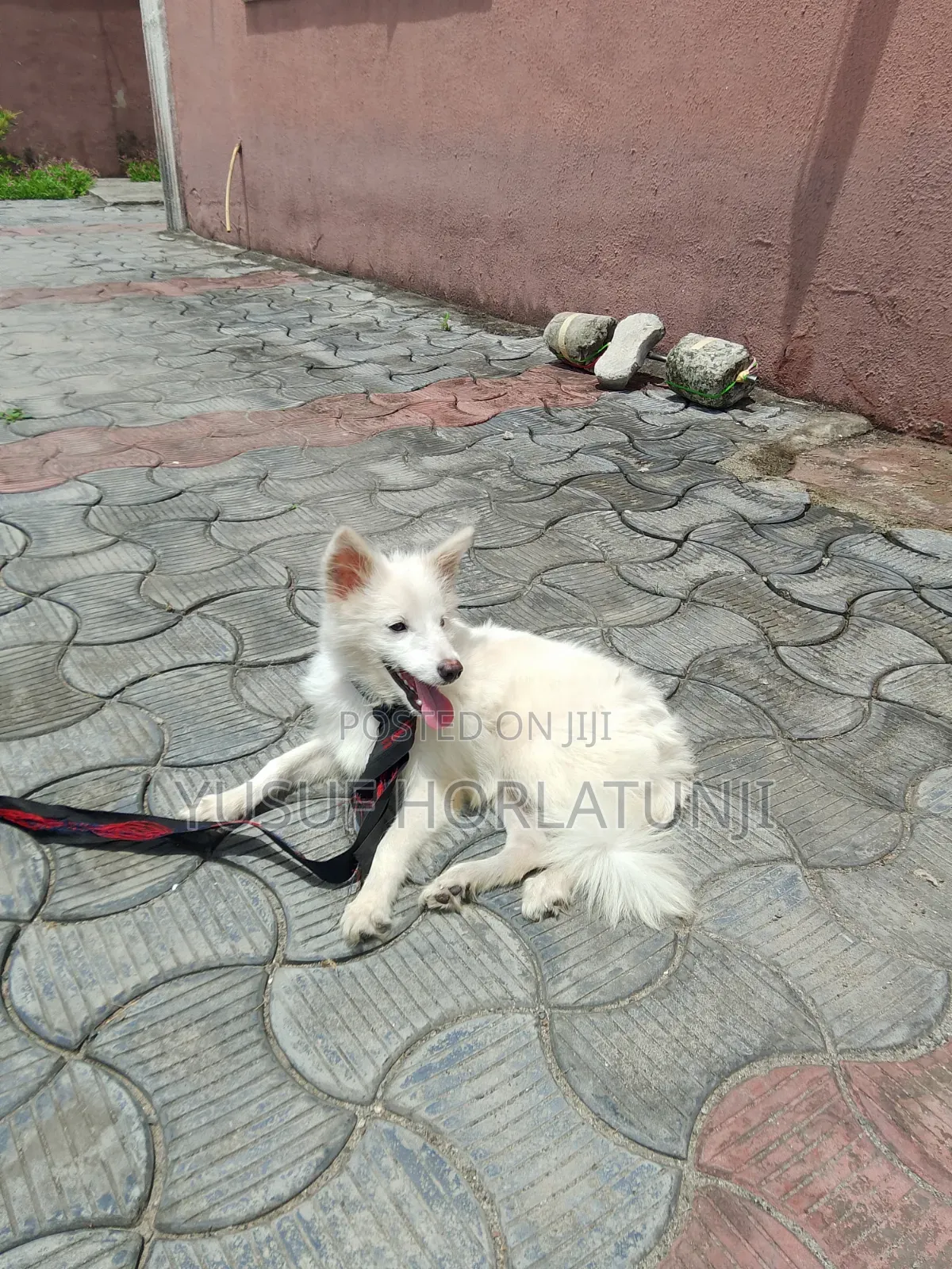 Animal Dog
