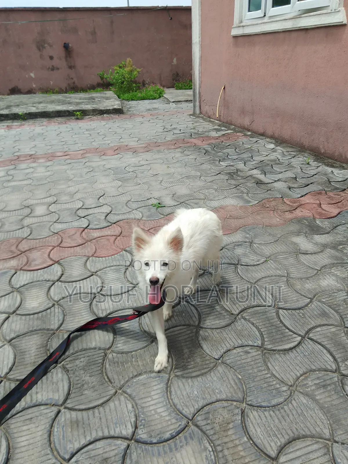 Animal Dog