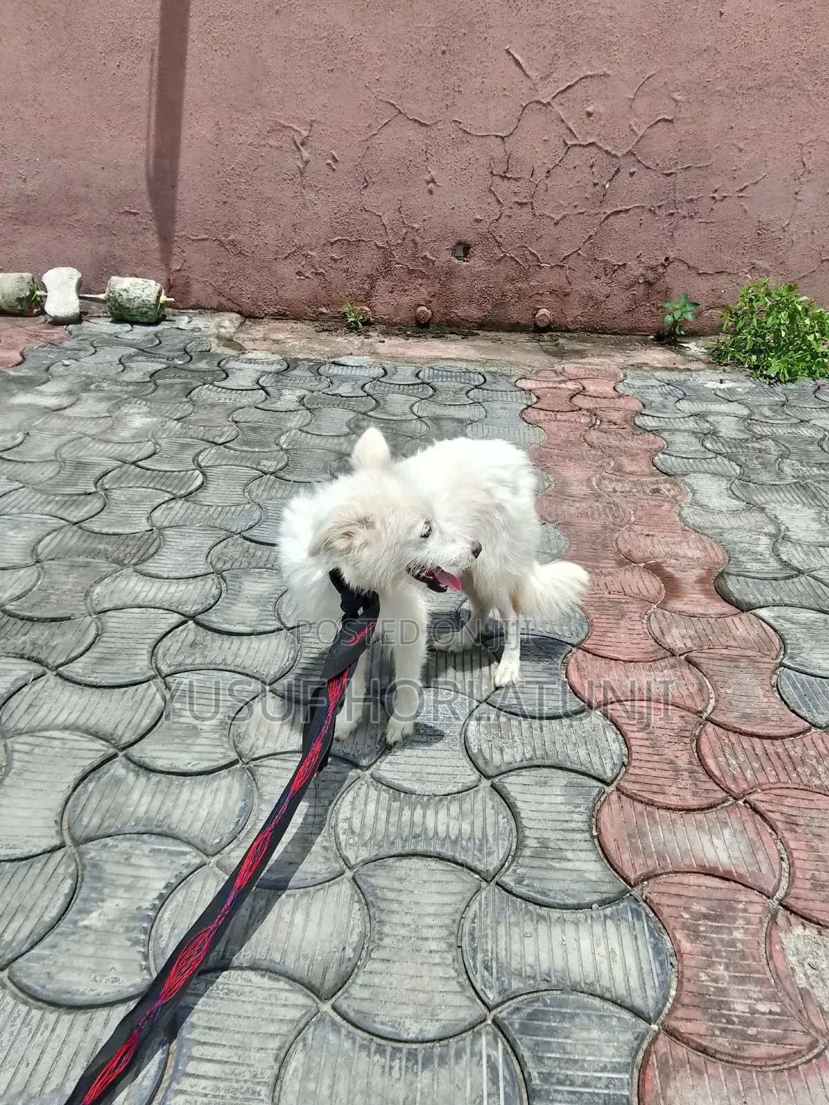 Animal Dog