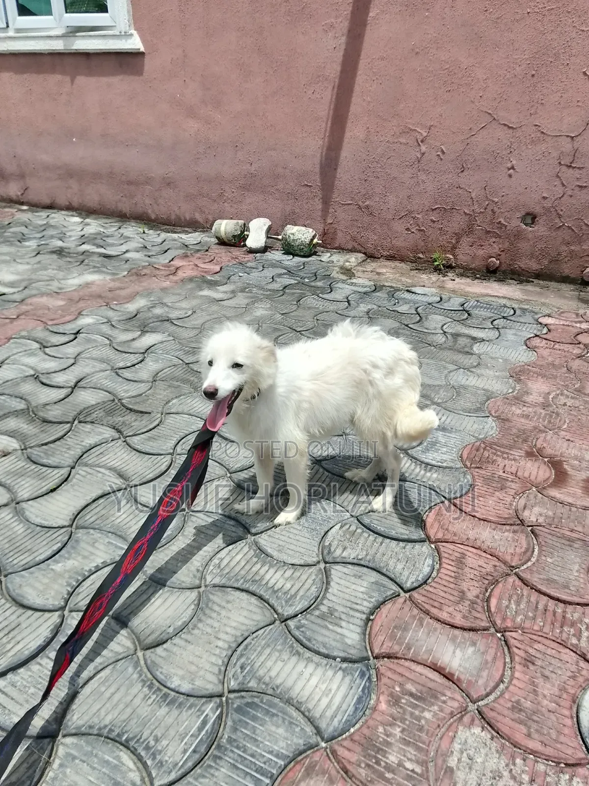 Animal Dog