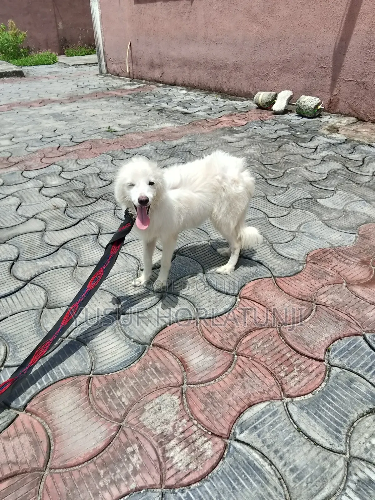 Animal Dog
