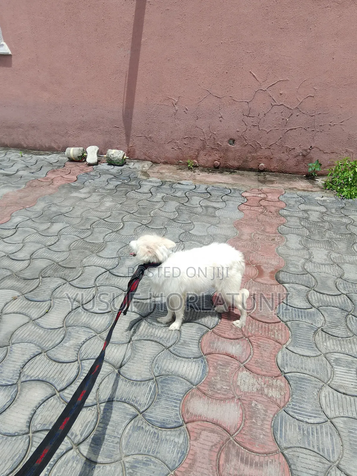 Animal Dog