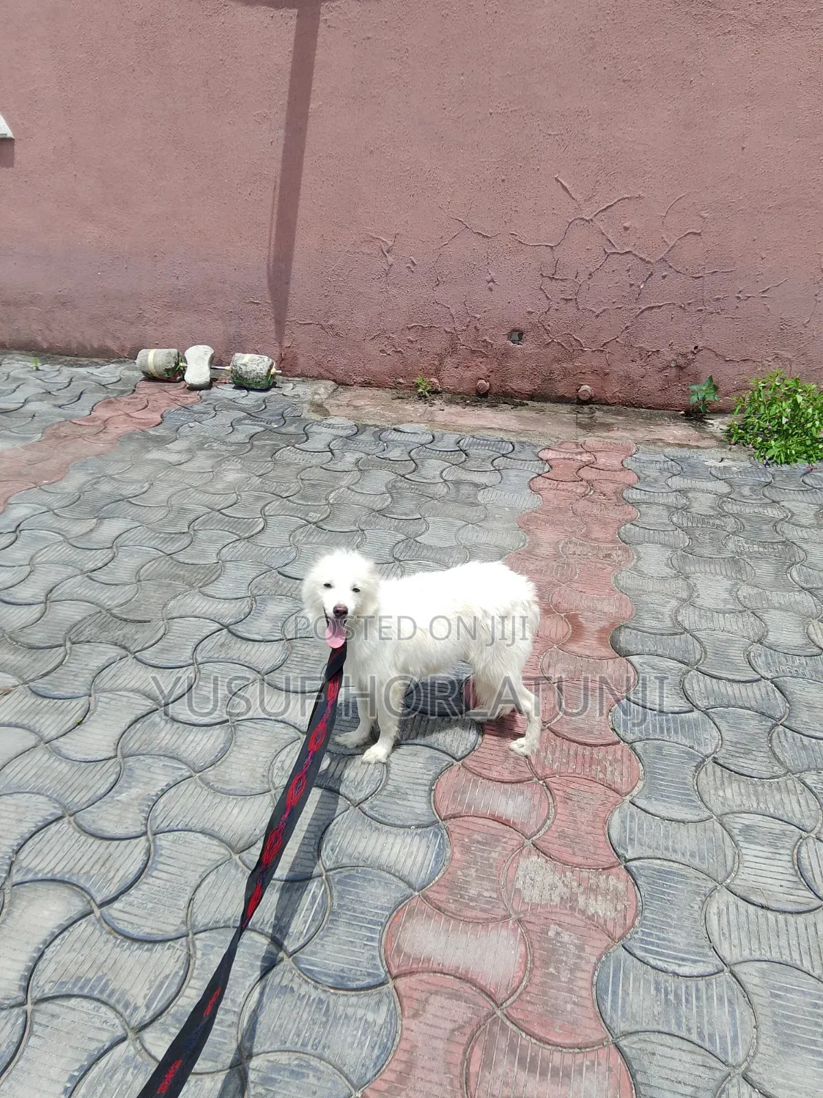 Animal Dog