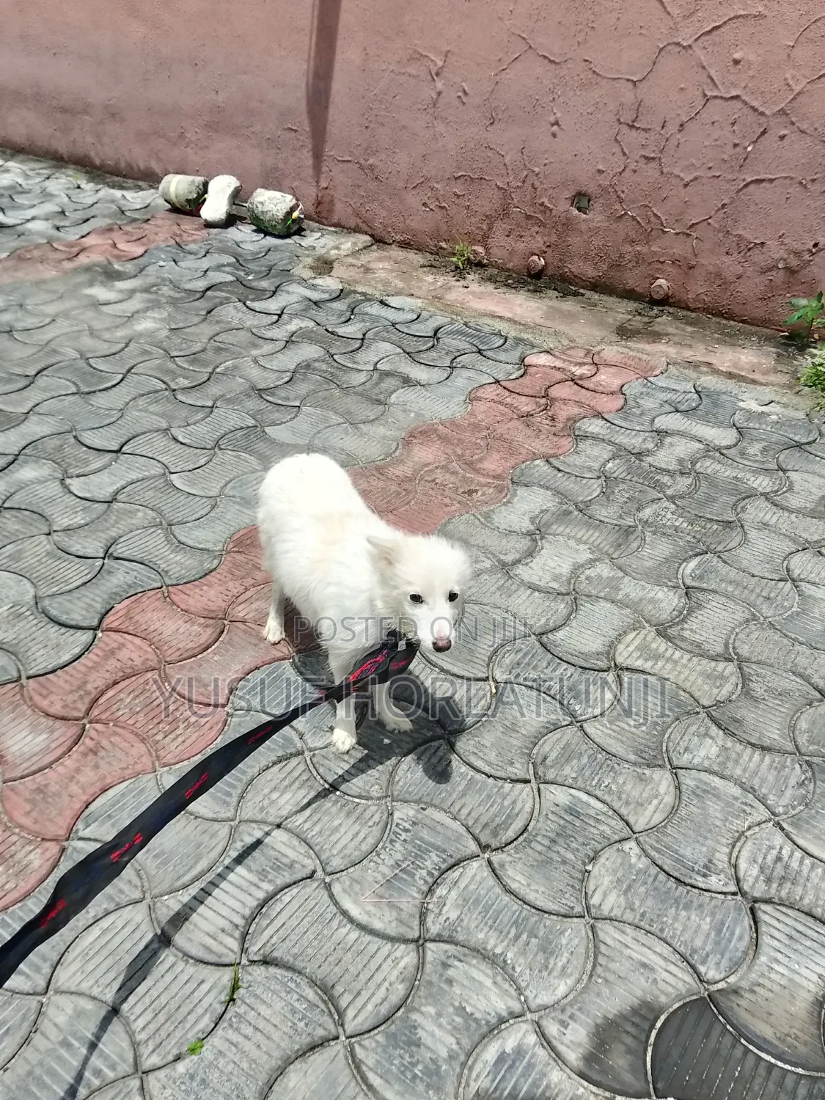 Animal Dog