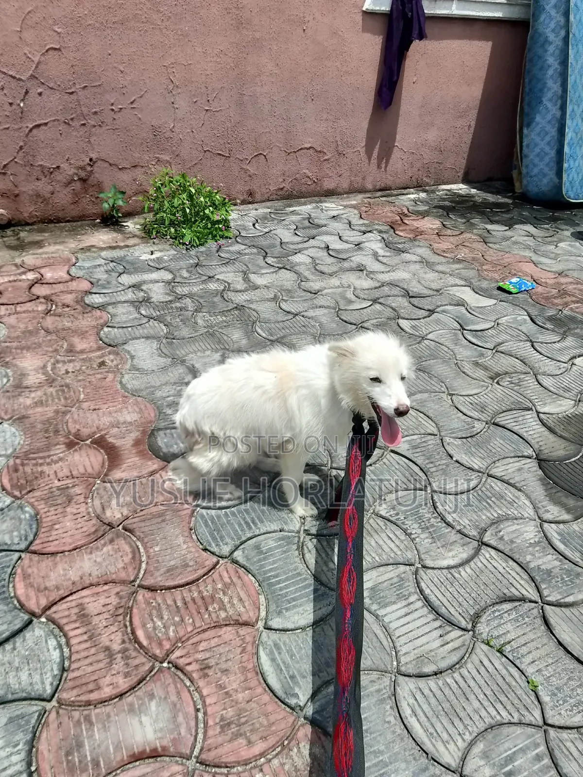 Animal Dog