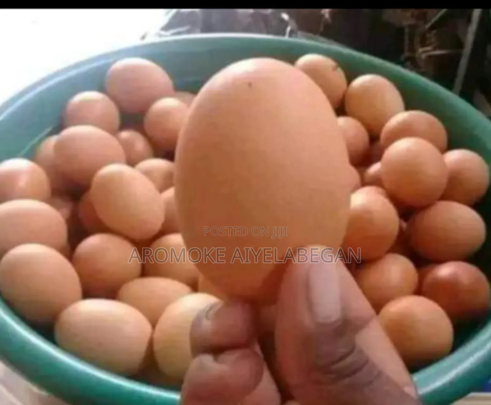Fresh Egg, Quality You Can Trust