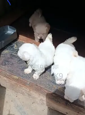1-3 months Female Purebred Lhasa Apso