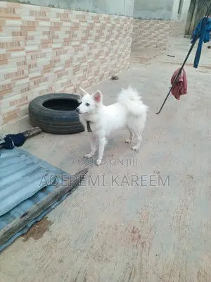 3-6 months Female Purebred American Eskimo