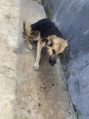 6-12 months Male Purebred German Shepherd