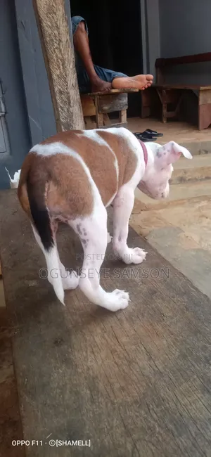 3-6 months Female Purebred American Pit Bull Terrier