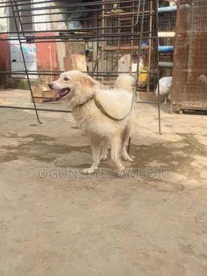1+ year Male Purebred American Eskimo
