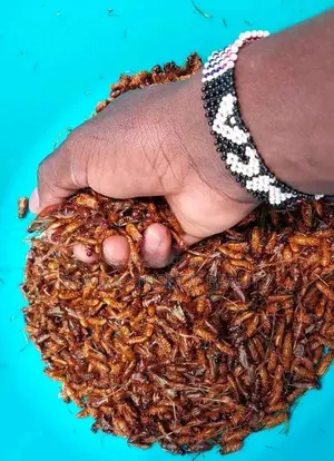 Fried Termite, Aku