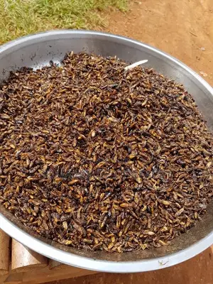 Fried Termite, Aku