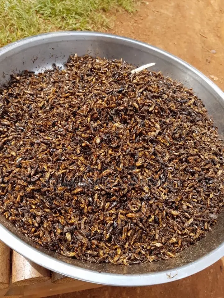 Fried Termite, Aku
