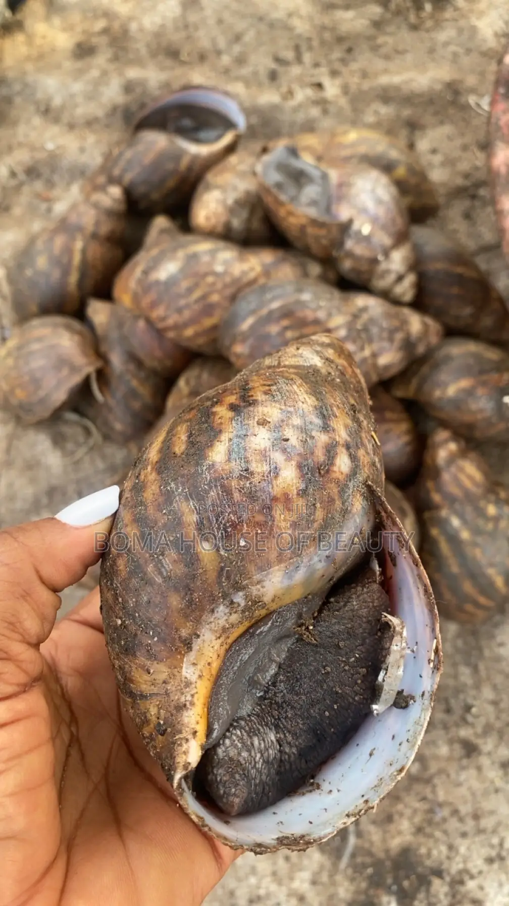 Fried Snail