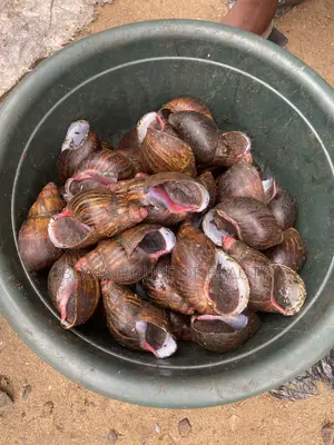Fried Snail