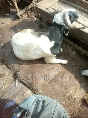 Black and White Healthy and Big Ram