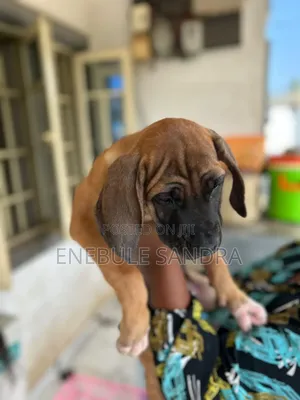 1-3 months Male Purebred Boerboel