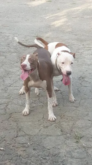 1+ year Male Purebred American Pit Bull Terrier