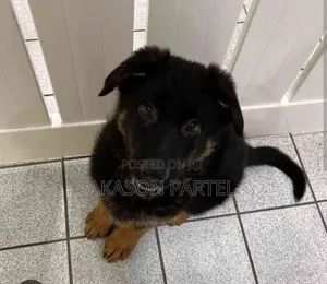 1-3 months Male Purebred German Shepherd