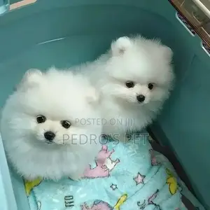 1-3 months Female Purebred Pomeranian