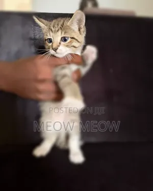 1-3 months Male Purebred American Shorthair