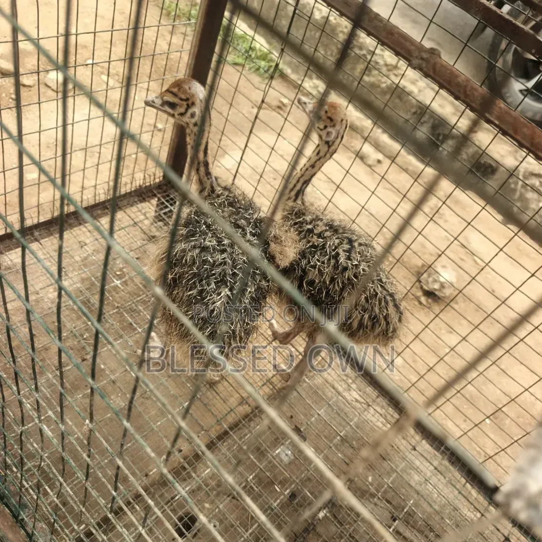 Ostriches Are Available