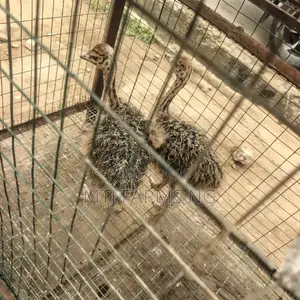 Ostriches Are Available