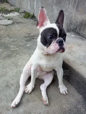 1+ year Male Purebred French Bulldog