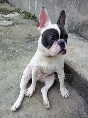 1+ year Male Purebred French Bulldog