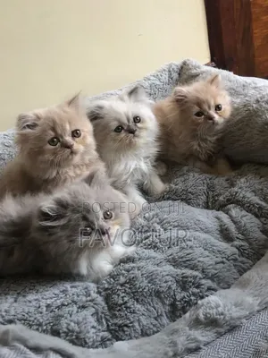 1-3 months Female Purebred Persian