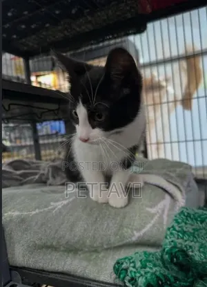 1-3 months Male Purebred American Shorthair