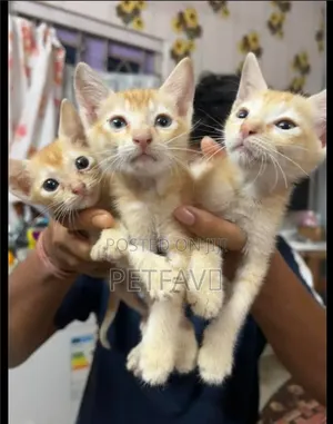 1-3 months Female Purebred American Shorthair