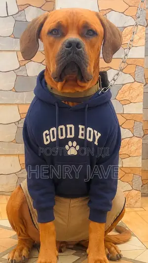 1+ year Male Purebred Boerboel