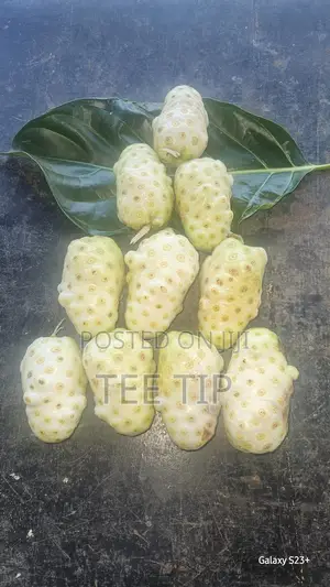 Fresh and Dried Noni Fruits