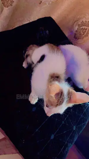1-3 months Male Mixed Breed Cat
