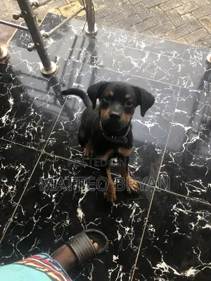 3-6 months Female Purebred Rottweiler