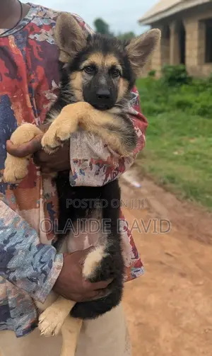 1-3 months Female Purebred German Shepherd