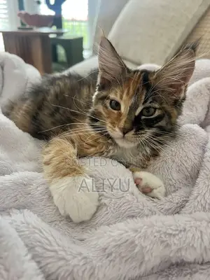 1-3 months Female Purebred Maine Coon