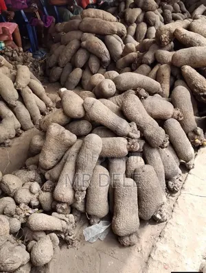 Benue Yam Tubers, Yam Seedlings