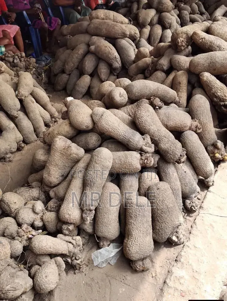 Benue Yam Tubers, Yam Seedlings