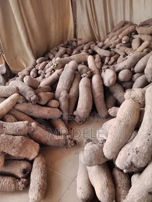 Benue Yam Tubers, Yam Seedlings