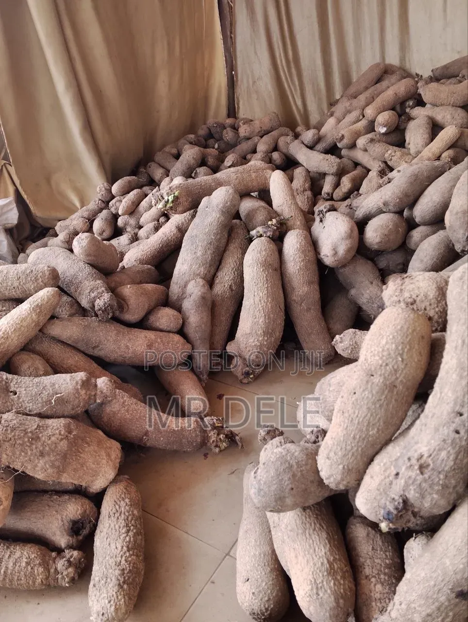 Benue Yam Tubers, Yam Seedlings