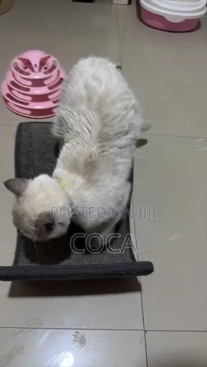 6-12 months Male Purebred British Shorthair