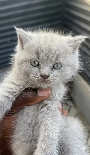 1-3 months Female Purebred British Shorthair
