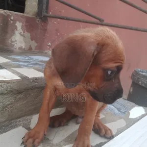 1-3 months Male Purebred Cane Corso