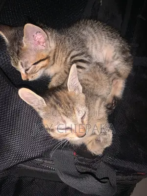1-3 months Female Purebred Tabby