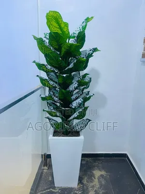 Curtain Planet Interior Stores