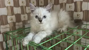 1-3 months Male Purebred Persian